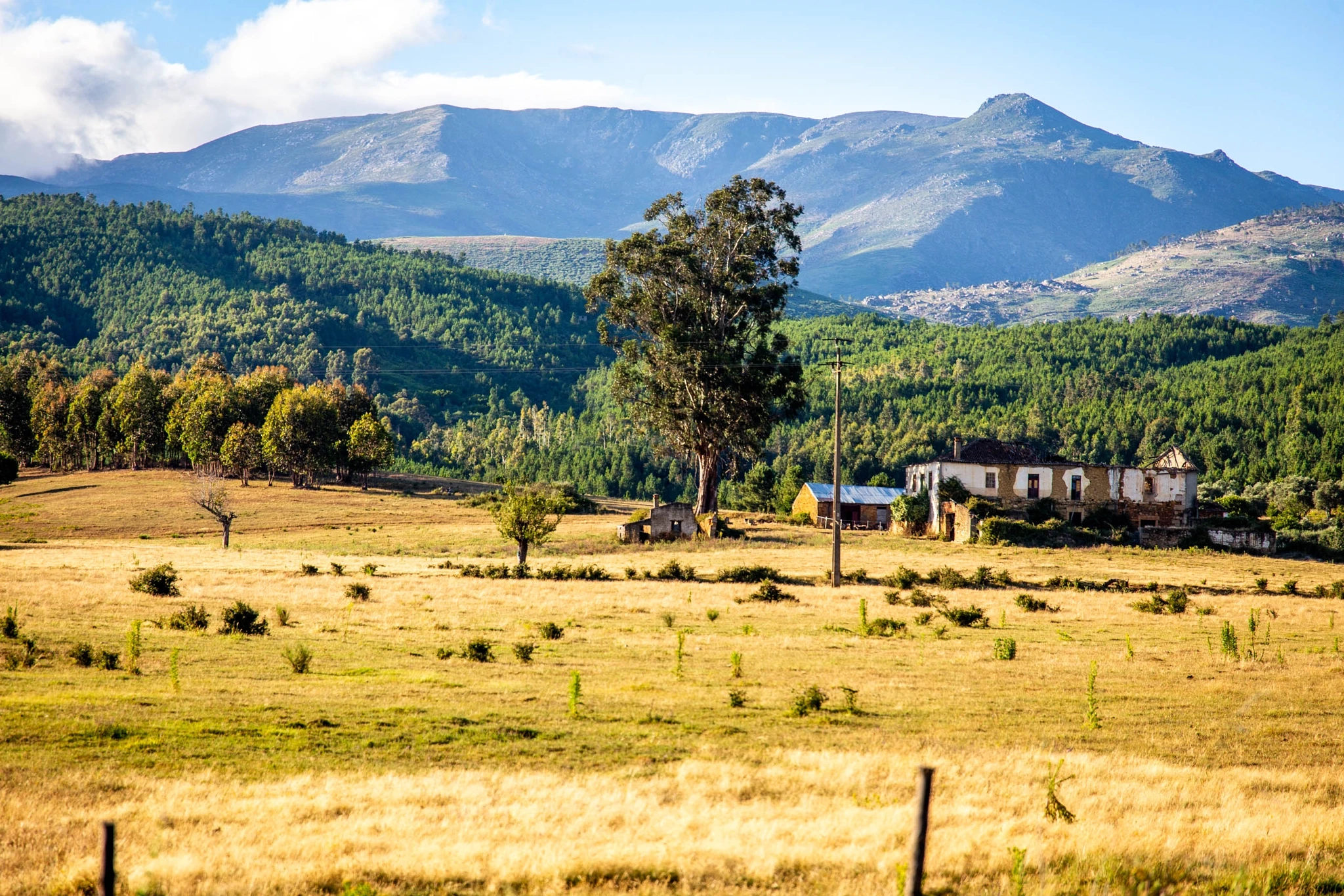 A weathered farmhouse and a solitary eucalyptus stand in a sun-bleached field, the forested slopes and the rocky summit of Serra da Estrela towering above under a blue sky.