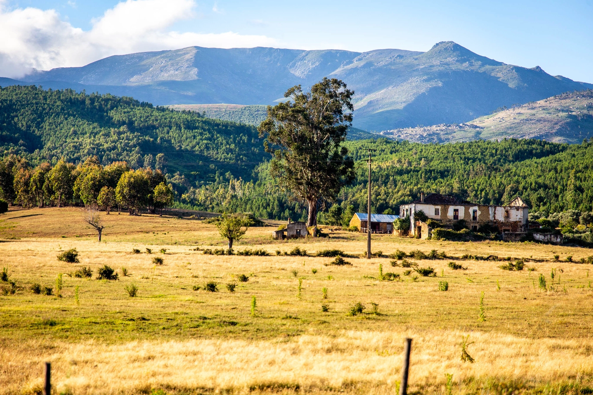 A weathered farmhouse and a solitary eucalyptus stand in a sun-bleached field, the forested slopes and the rocky summit of Serra da Estrela towering above under a blue sky.