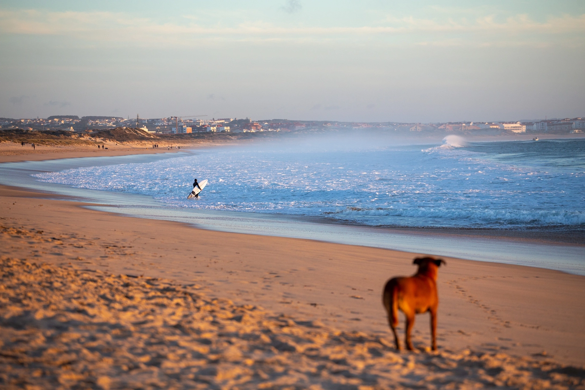 A dog stands guard on the warm sand as a surfer with a board heads for the water in the distance, the long golden light of evening washing over the beach in soft amber.