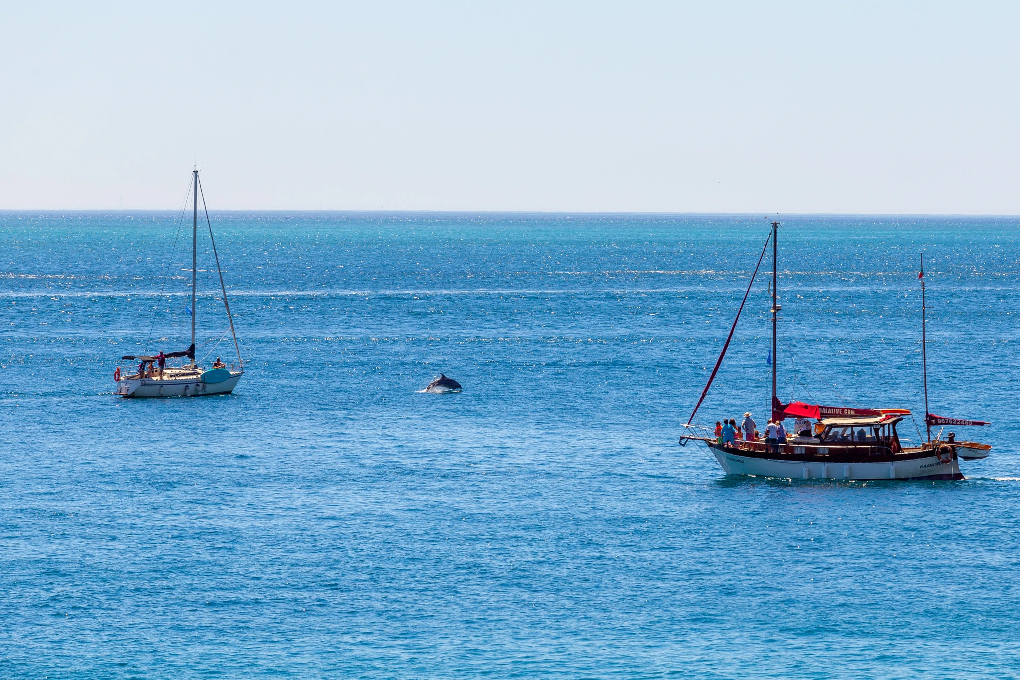 A dolphin breaks the surface between two sailing vessels on a flat calm sea, a fleeting wild encounter framed by rigging and a blue horizon.
